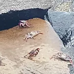 La Caleta Arico 2 *