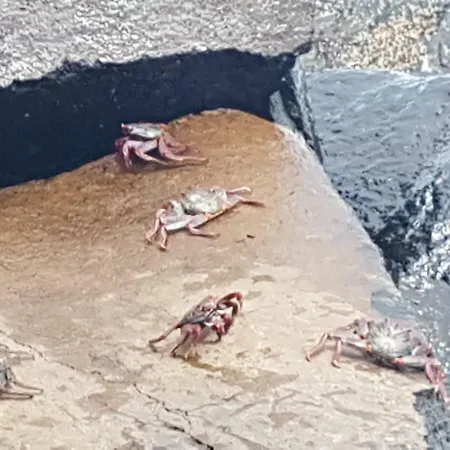 La Caleta 2 *